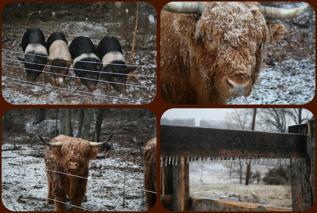 The cows looked hilarious with their long, shaggy, ice covered hair! 