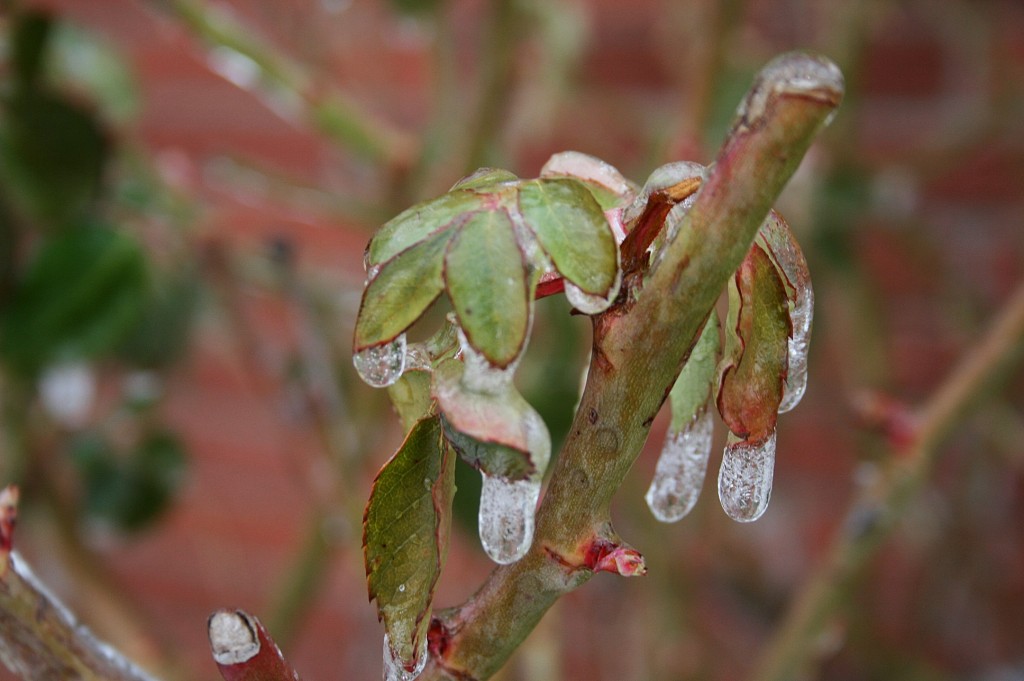 Lovely Rose leaves coated with ice. 