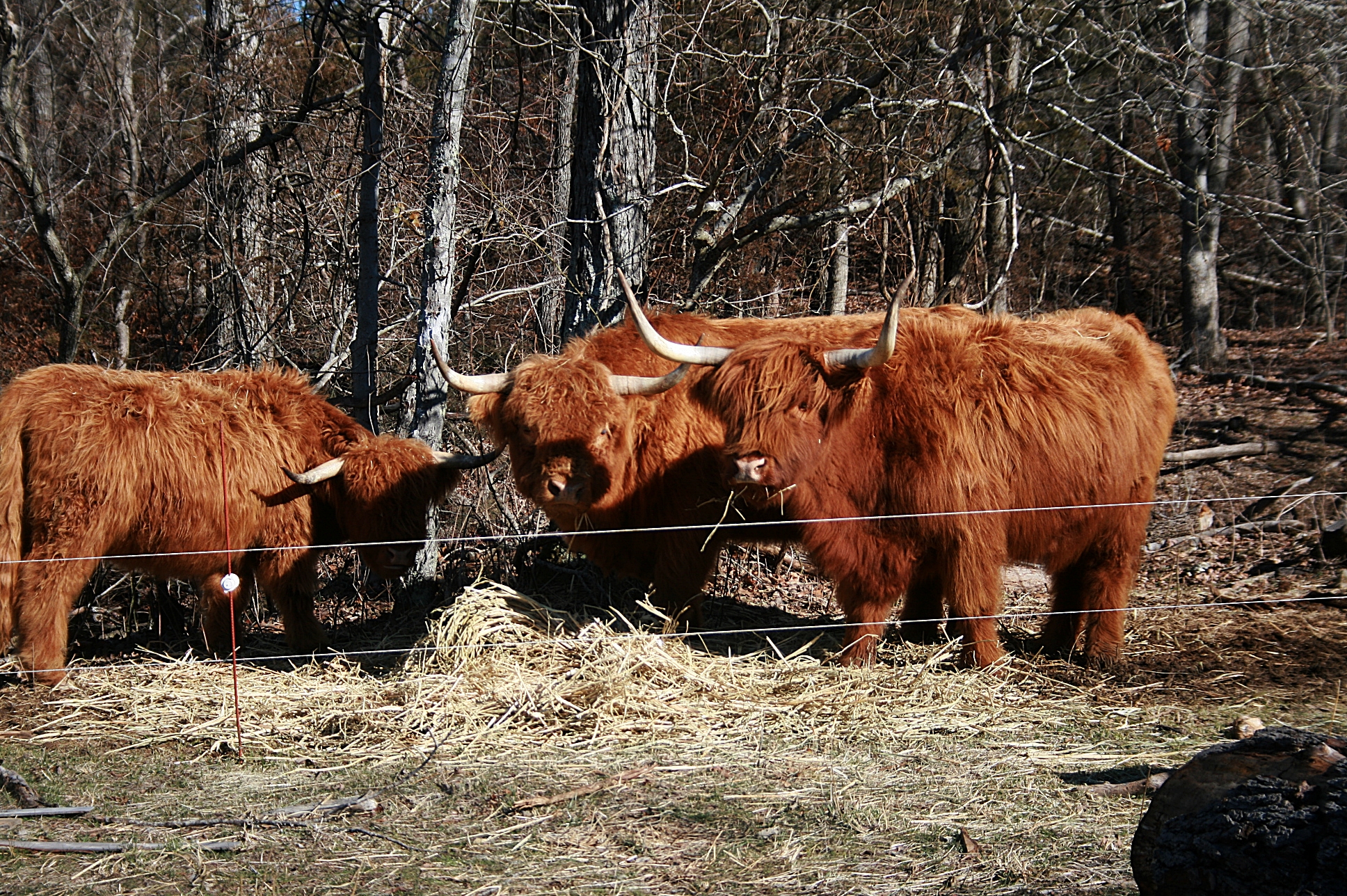 Our hairy cows! :) 