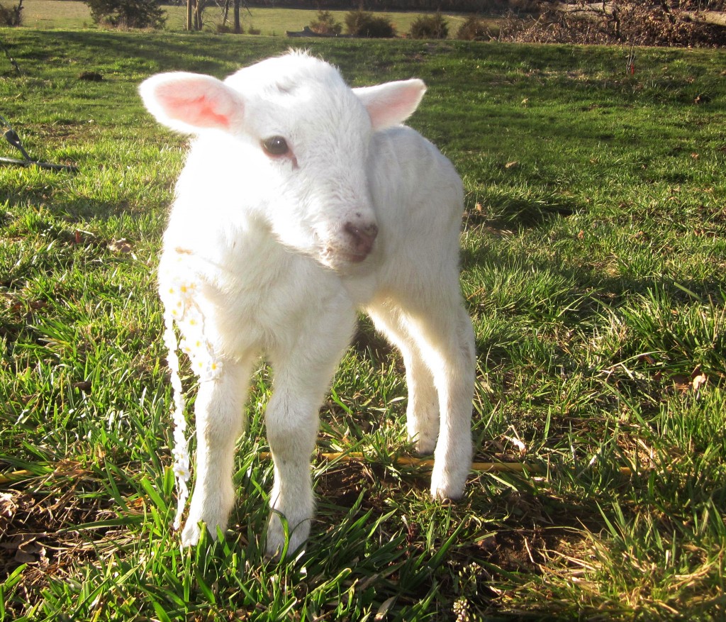 Our lamb,  leg-o-lamb. He is convinced Emma's his mother. :) 