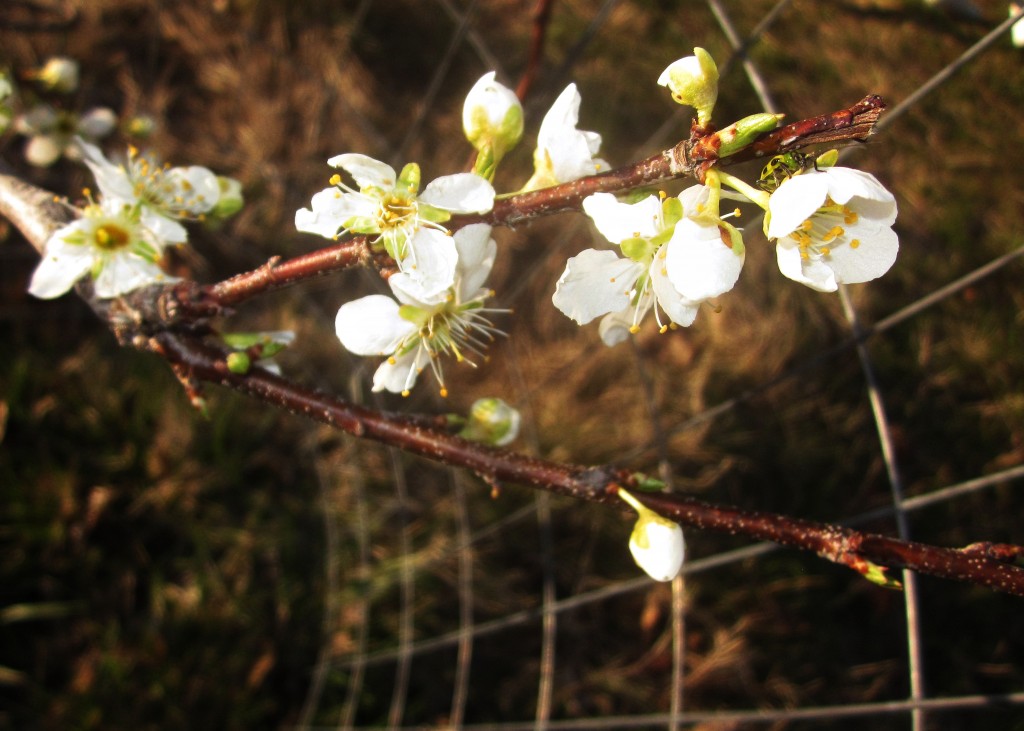 Apple Blossoms! <3 