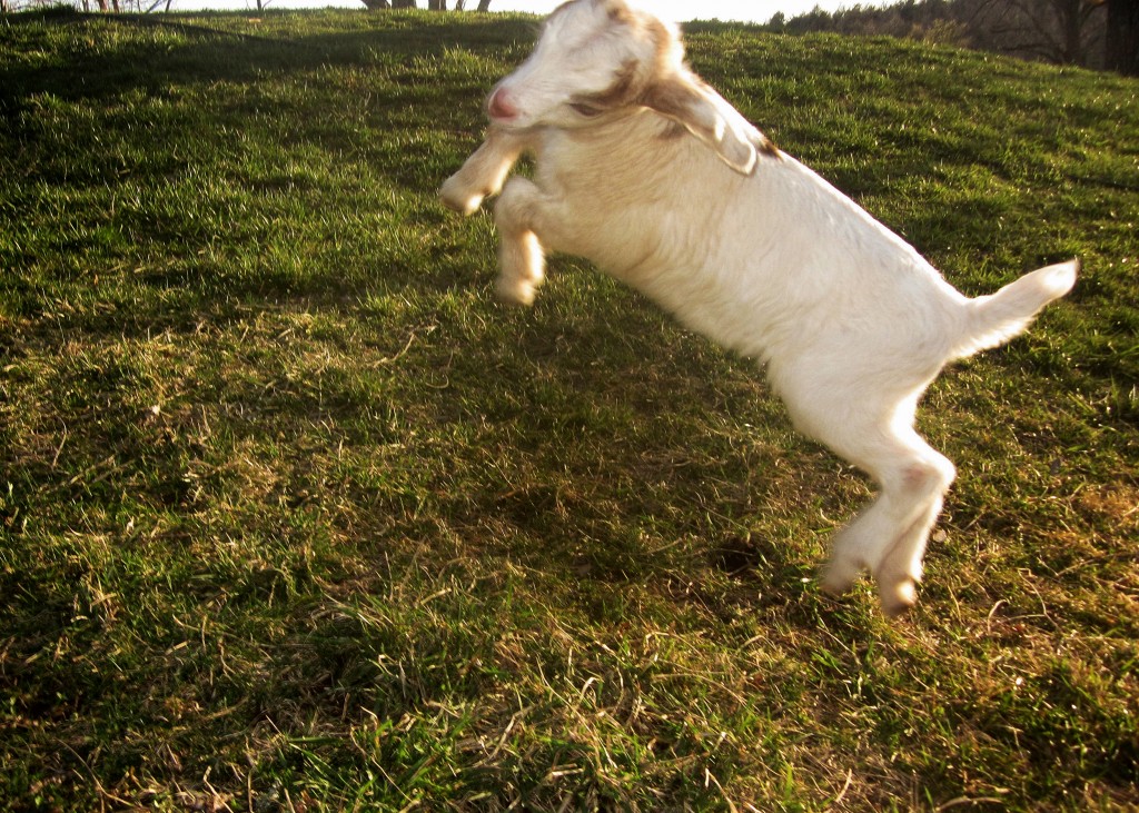 Love this shot of the baby goat! 