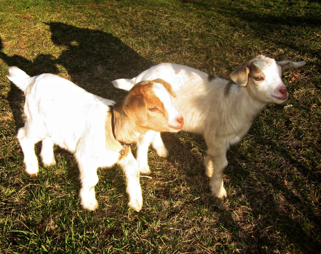 Sarah's goat kids, Iris and Orchid.  :D 