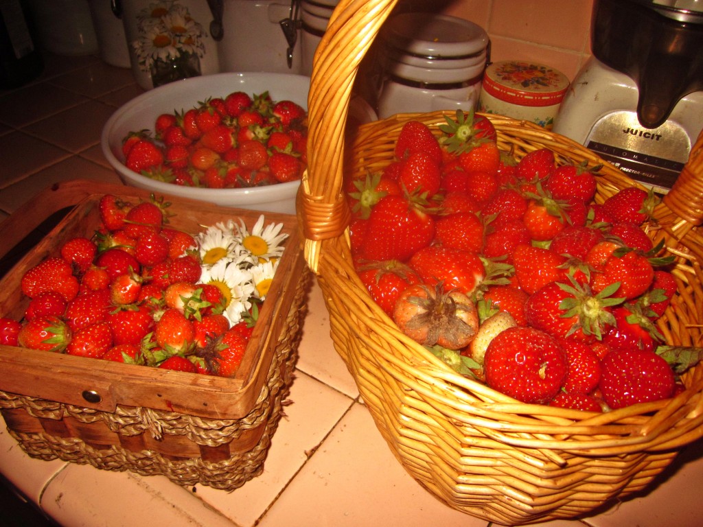 This is about half of what we were getting every day while our strawberries were producing in early May.  :) 