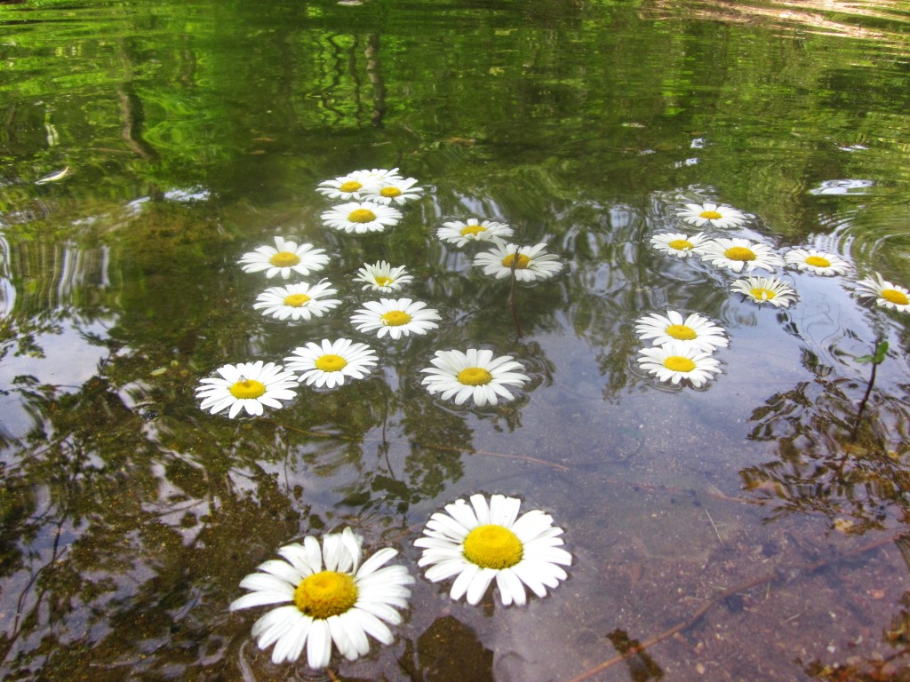 Love this picrture of the daisies in the water! 