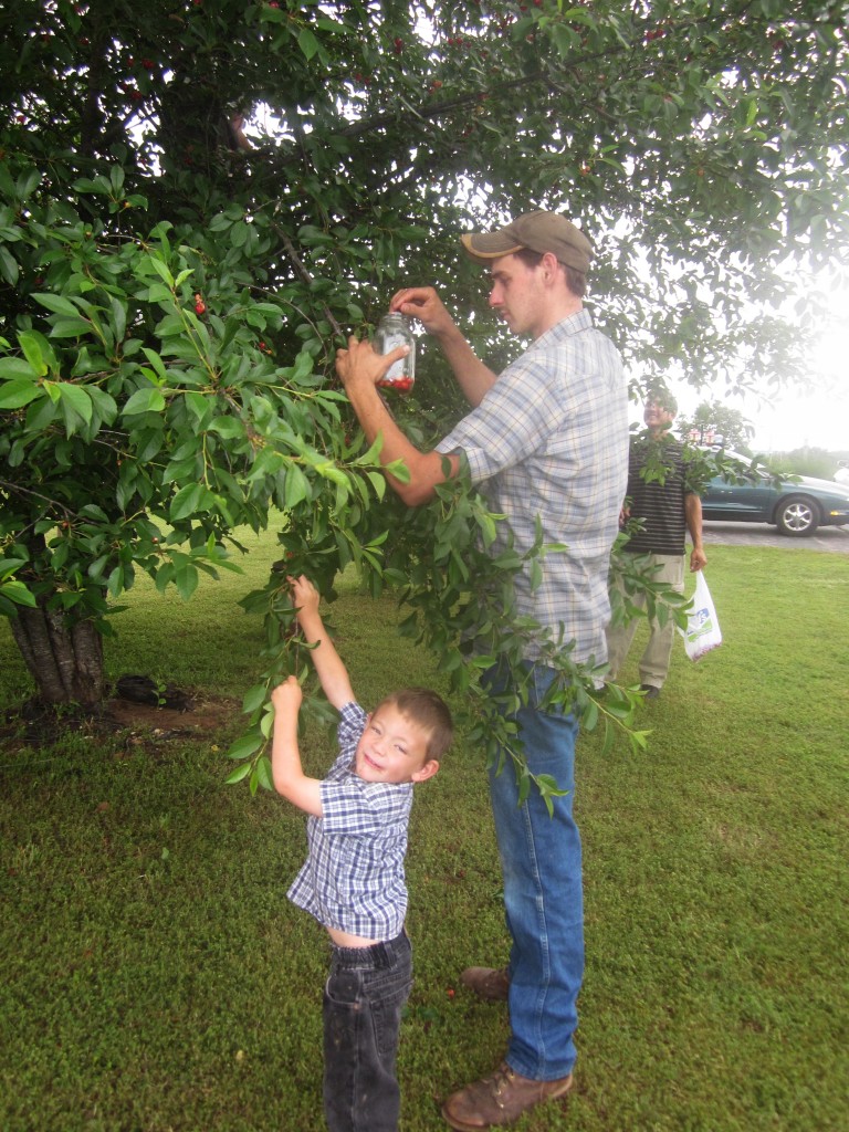 These boys are picking with the thought of hot cherry pie for dessert in their minds! 