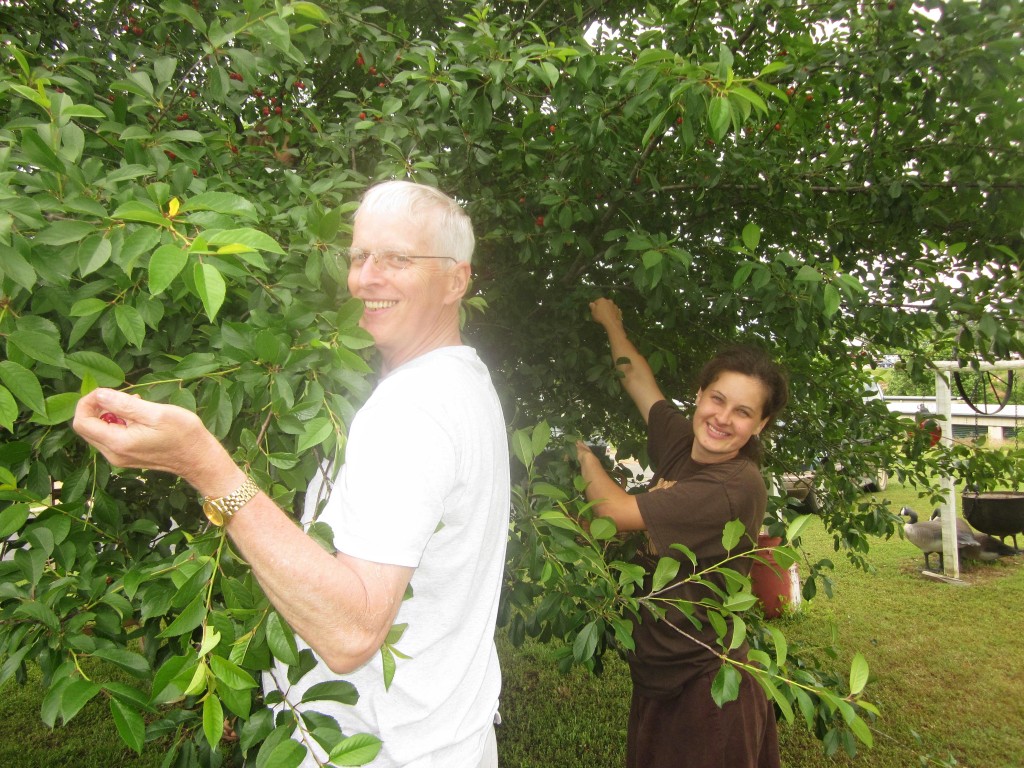 Mr Pomeroy is happy that all his cherries can be put to good use! 