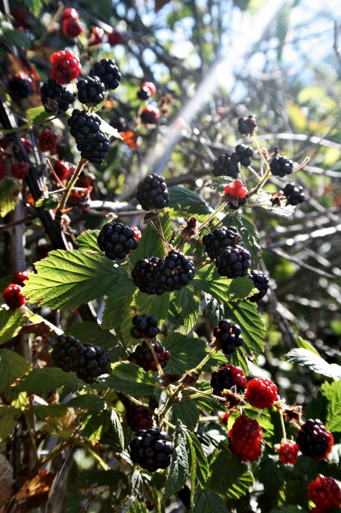 Mmm!! So thankful for delicious berries! 