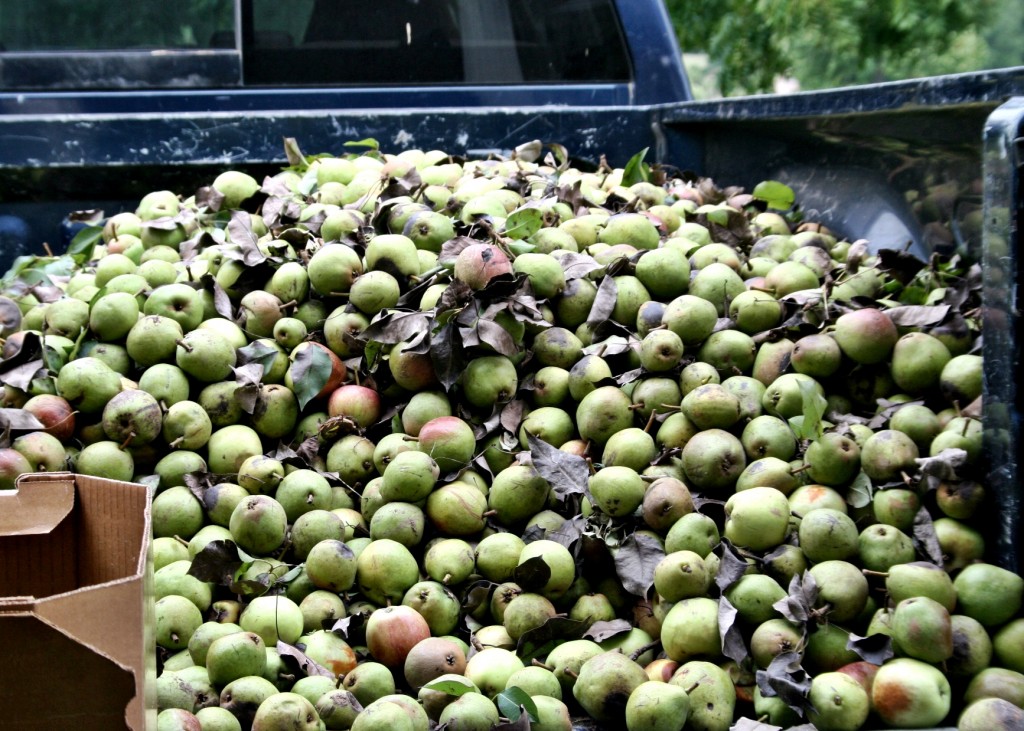 We were blessed to be able to pick two Apple, a pear and two white peach trees! 