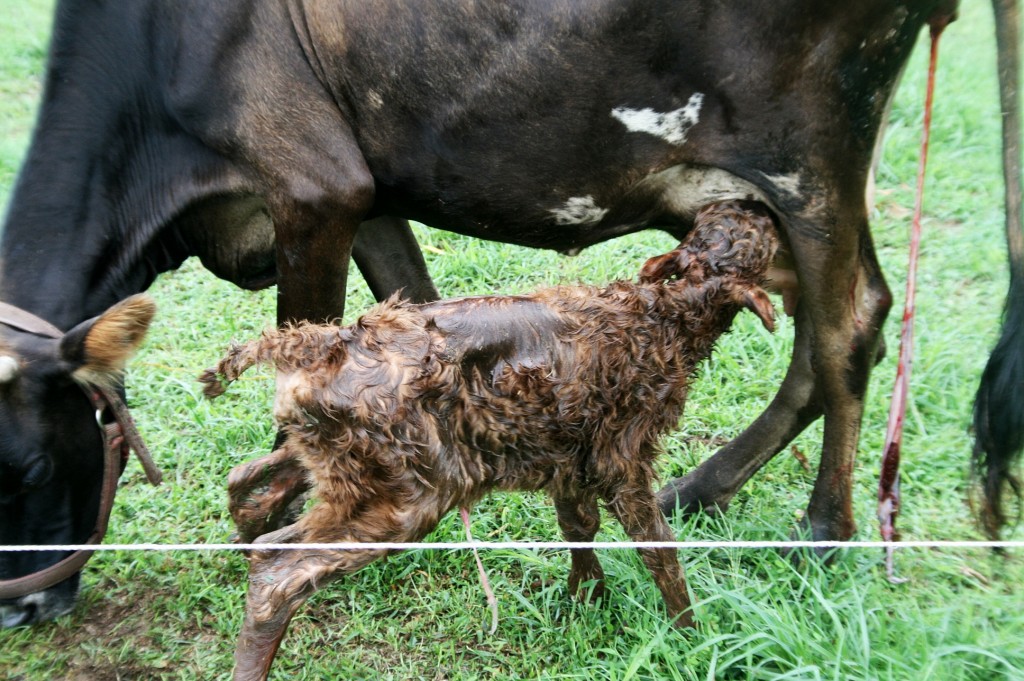 Our Jersey heifer with a dislocated hip gave birth to a beautiful, healthy baby girl one rainy day! 