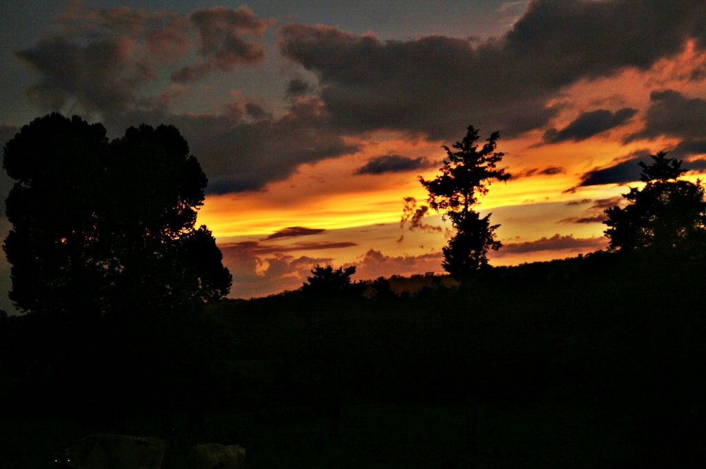 One evening after a storm, the entire property was golden! I felt like I was in Narnia! This is the last of the glorious sunset that night.