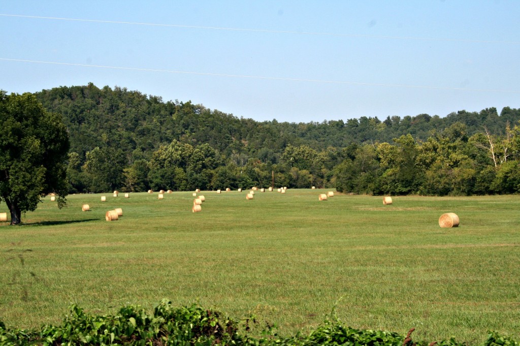 Haybales in a neighbouring field. 