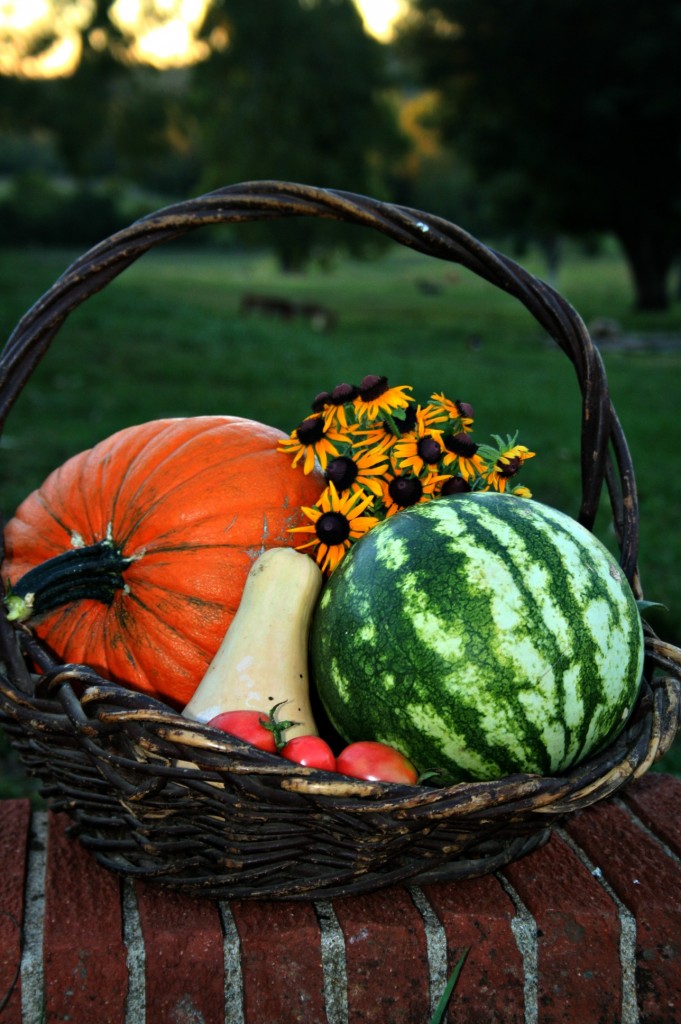 Some of our Autumn harvest! 