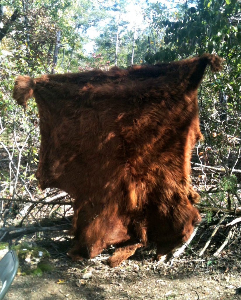 The hide of the Highland Cow that we butchered! Pretty awesome, huh? 