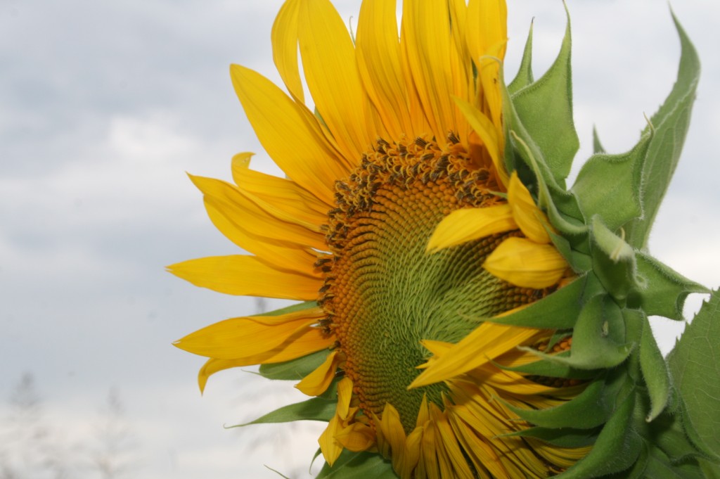 I shall leave you with a flowery ray of sunshine! 