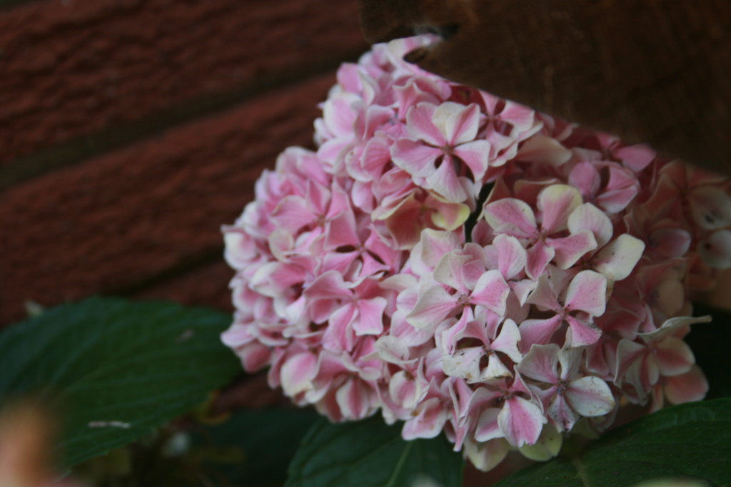 Hydrangeas are one of nature's sweetest gifts.