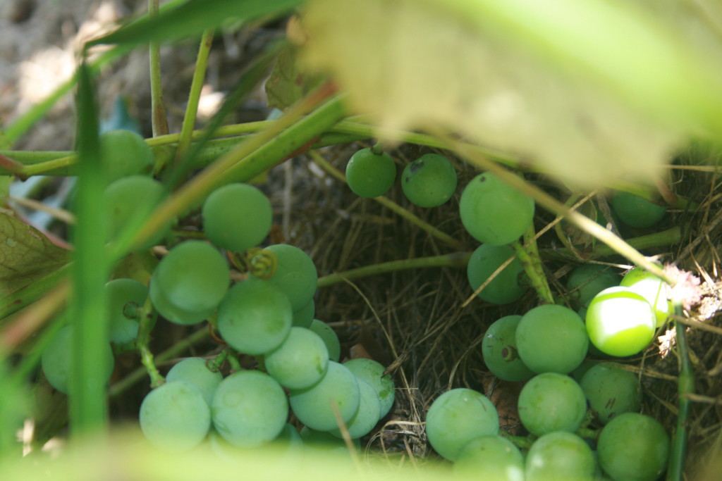 Grapes! 1st year producing! :) 