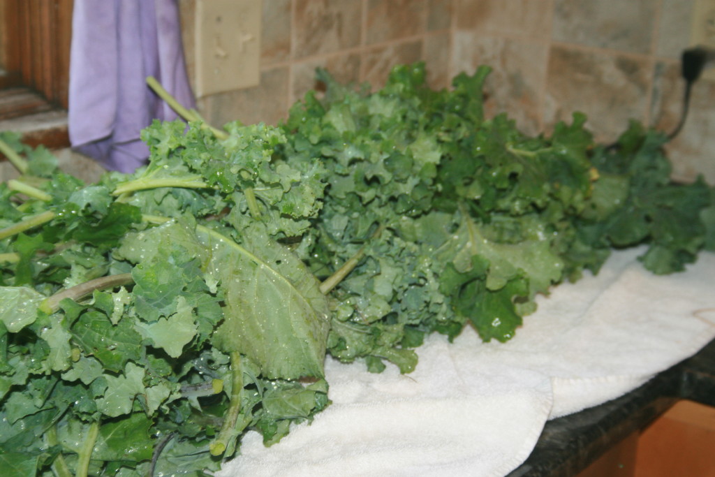 Some Kale all washed and ready for freezing! 