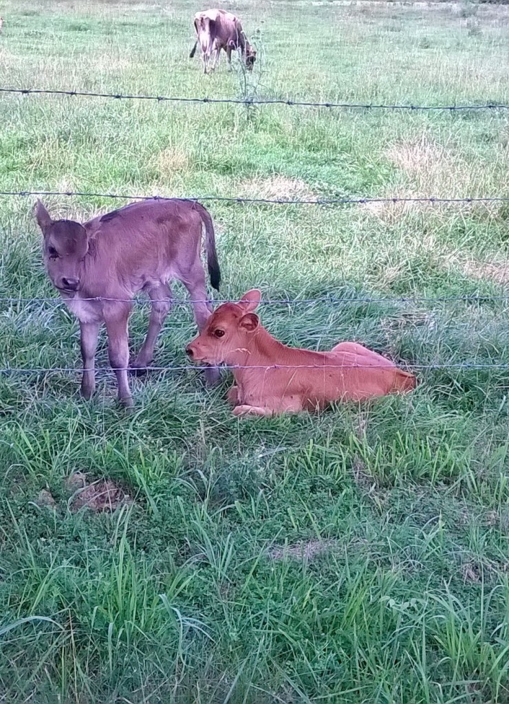 Two of this year's calves. :) 